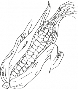 Digital illustration of corn in black outline