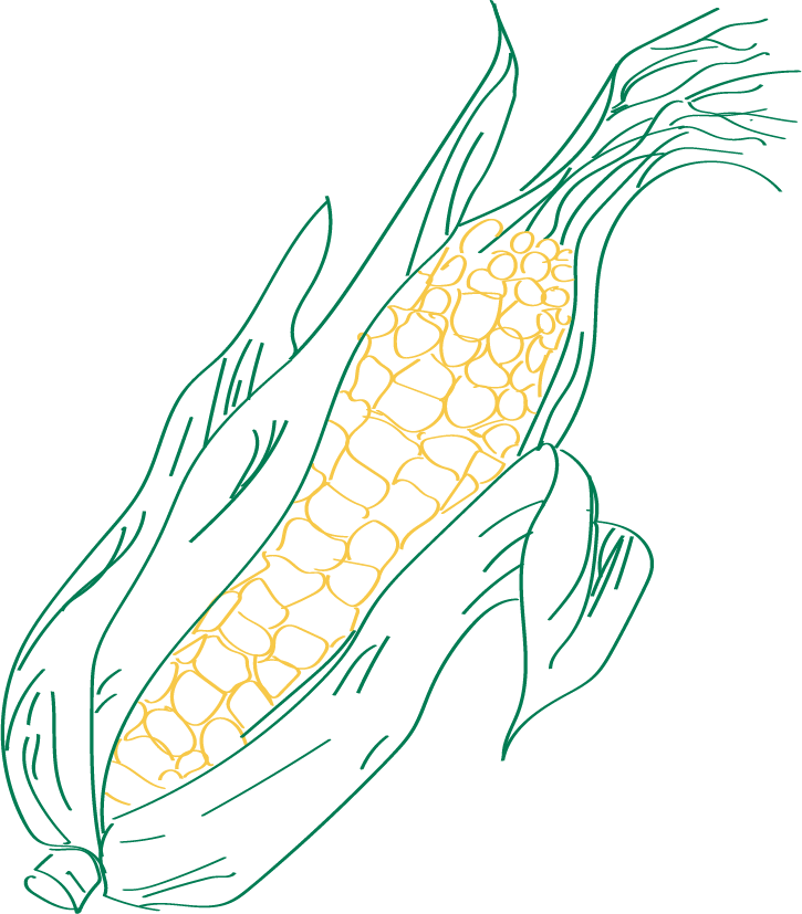 Digital illustration of corn in coloured outline