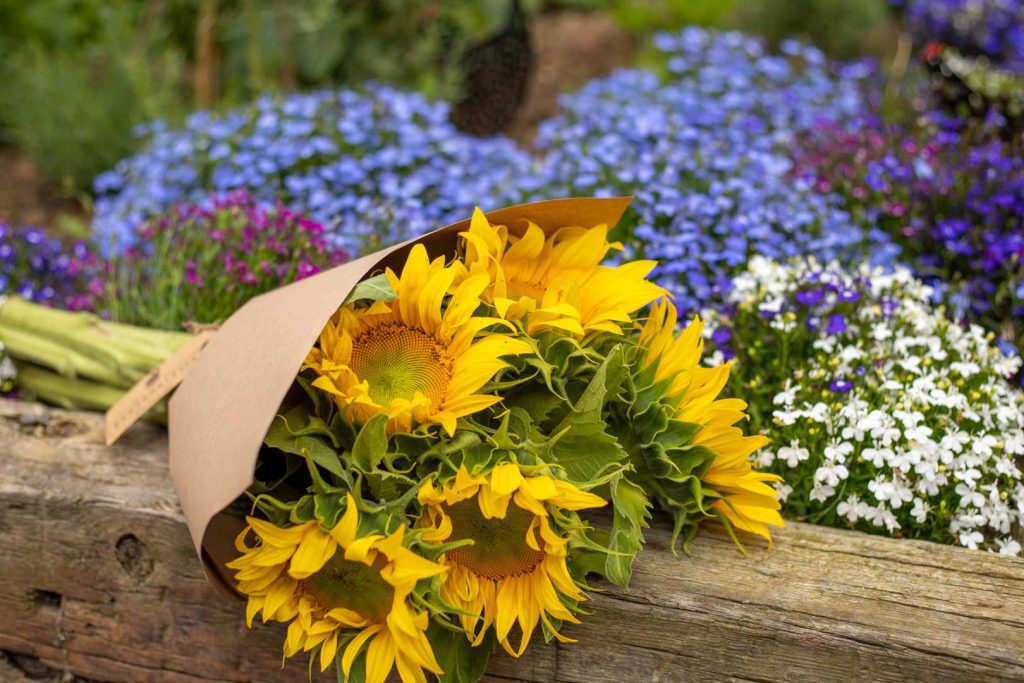 Hand picked sunflowers and wild flowers at lillingstone pick your own