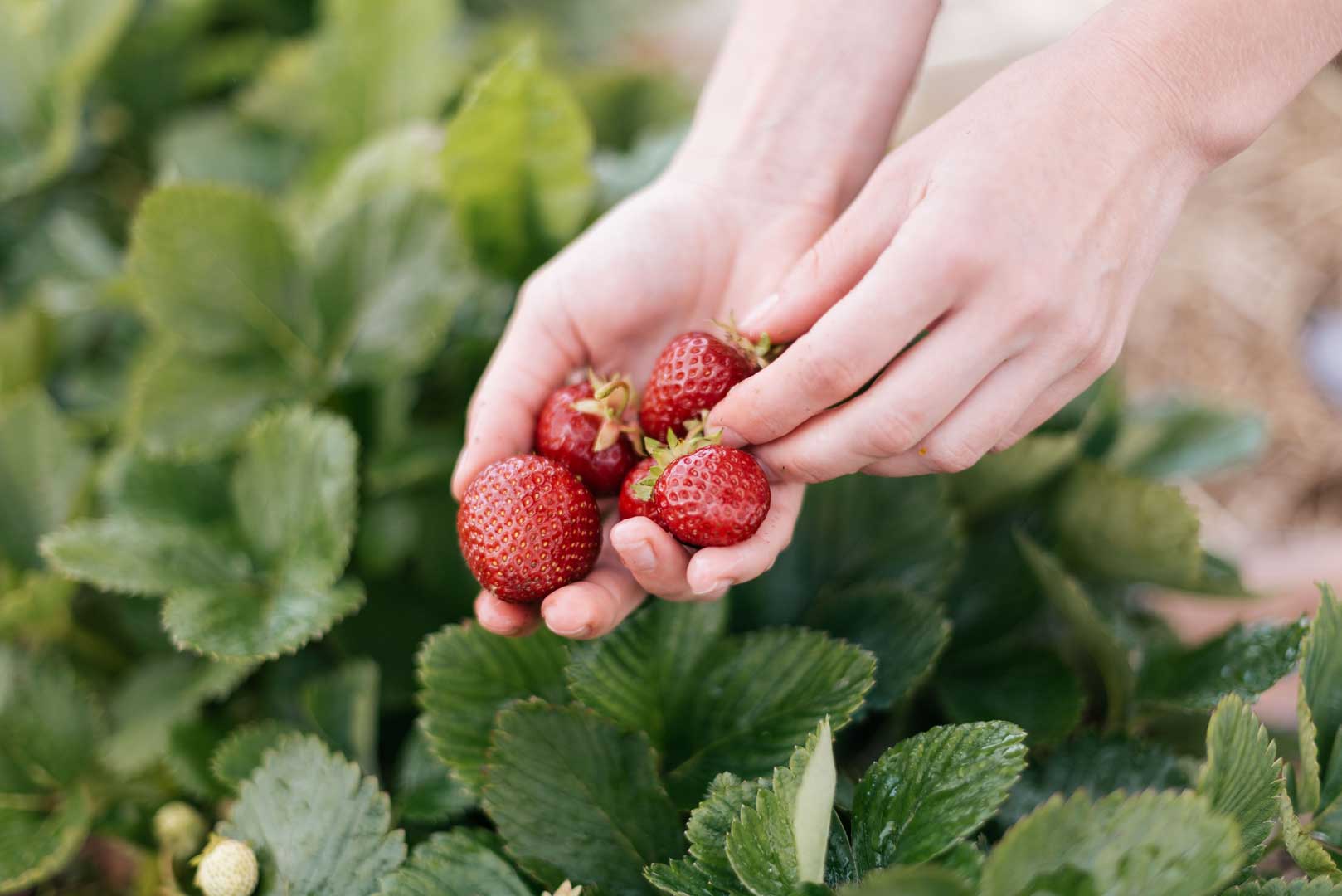 Strawberry Picking • Lillingstone Pick Your Own