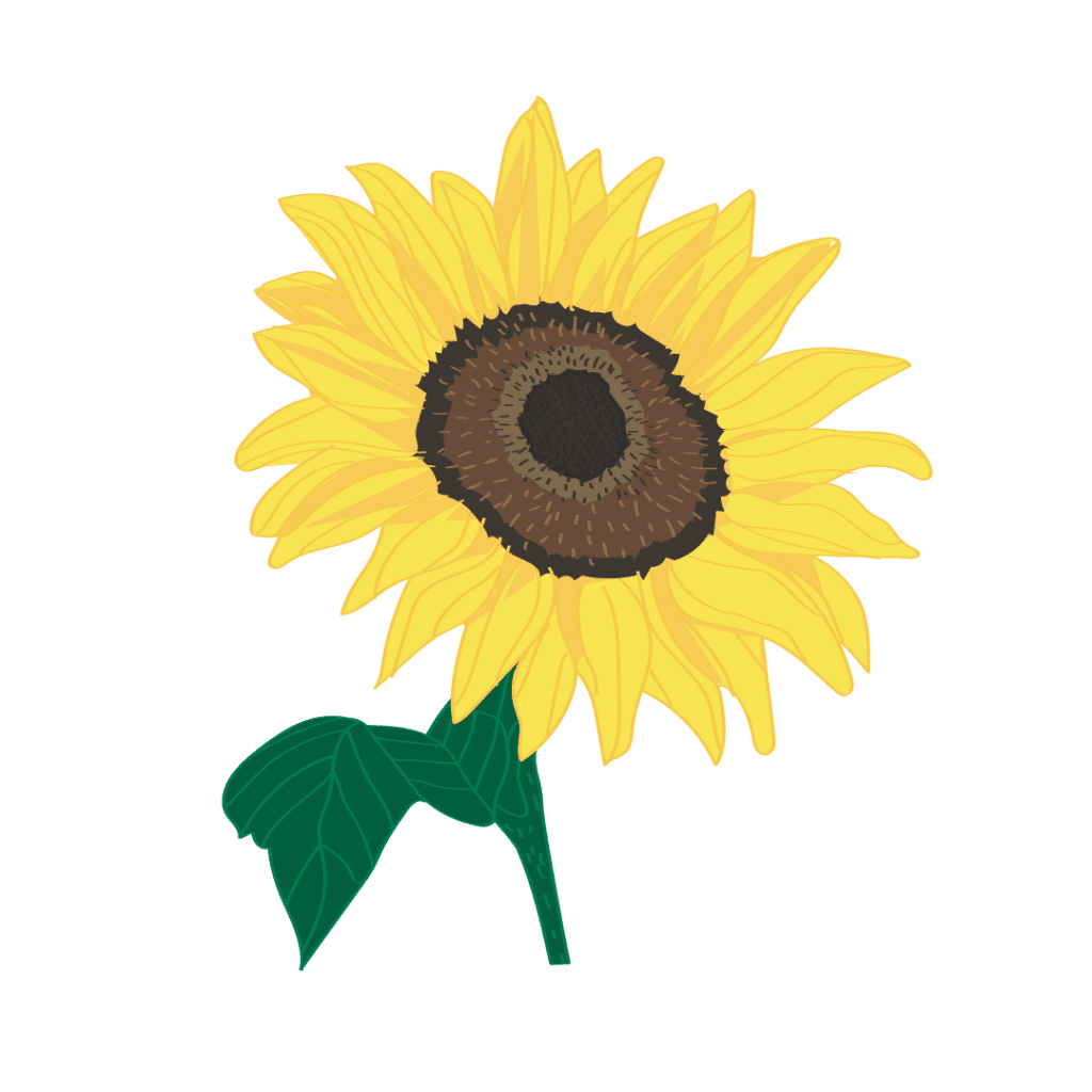 Digital illustration of sunflower in full colour