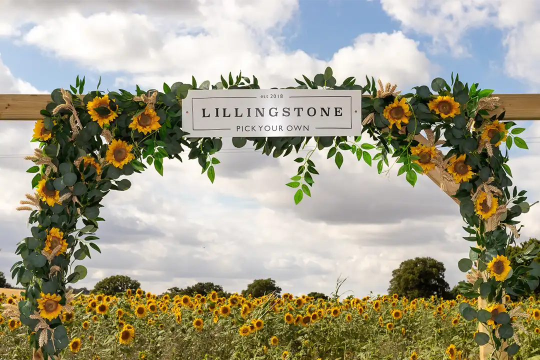 Sunflower field with decorated archway at lillingstone pick your own farm