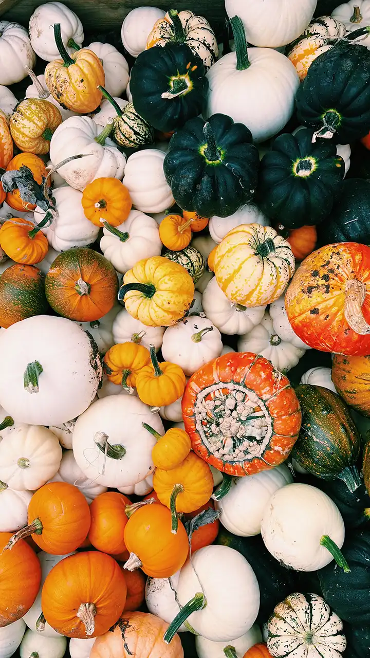 A variety of pumpkins at the pick your own pumpkin patch in lillingstone