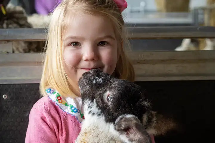 Young girl cuddles a lamb during meet the lambs at lillingstone pick your own