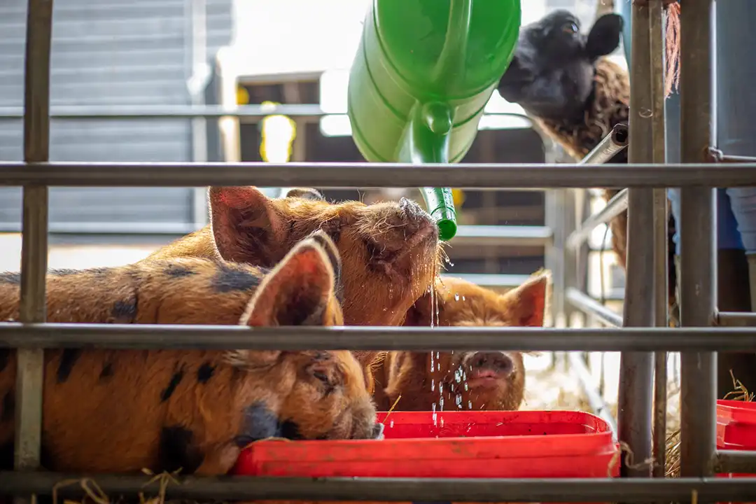 Summer Adventures 6 Pigs drink from fresh water at lillingstone pick your own farm