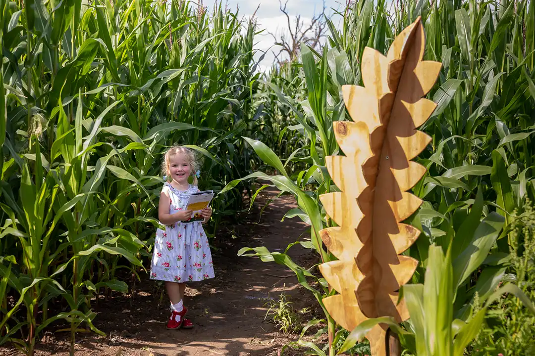 Summer Adventures 4 Young girl enters the maize maze at lillingstone pick your own