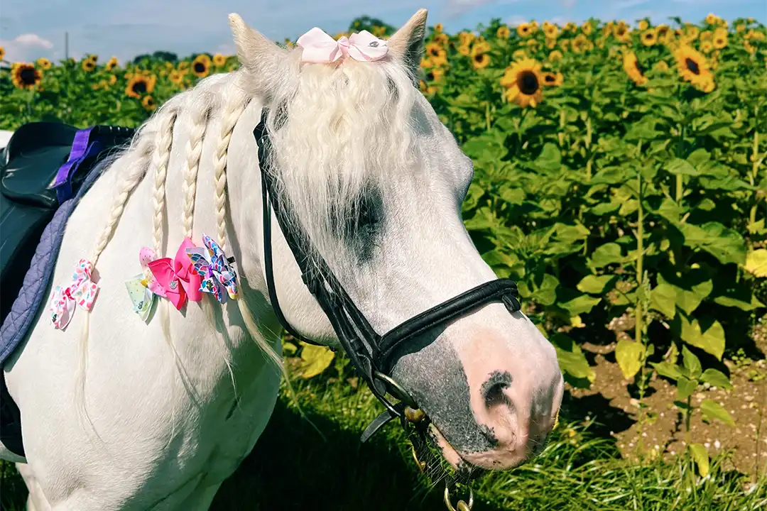 Summer Adventures 2 Pony rides at lillingstone pick your own