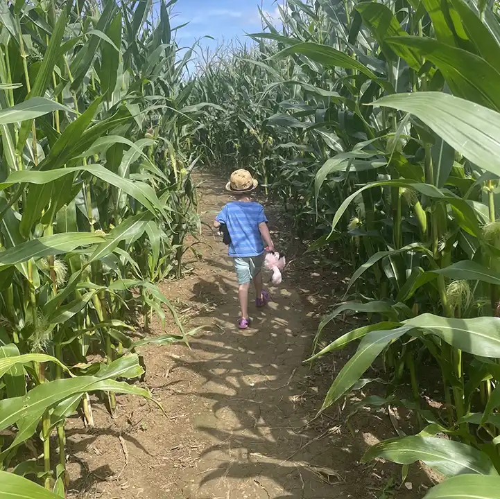 Summer Adventures 20 A small child explores the maize maze at lillingstone pick your own farm