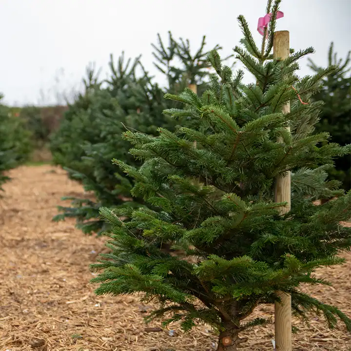 Rows of christmas trees available for purchase at lillingstone pick your own