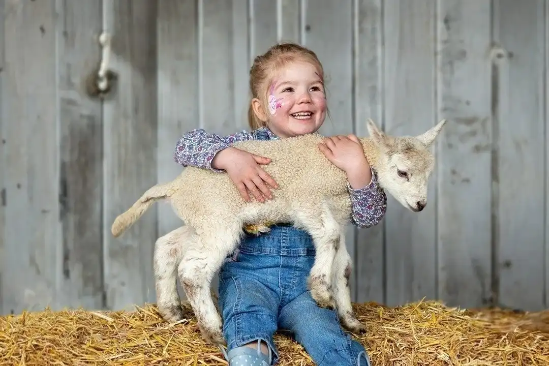 A young girl cuddles a lamb at the Lillingstone Pick Your Own meet the lambs event