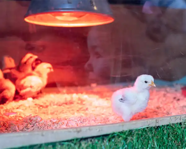 Meet the newborn chicks