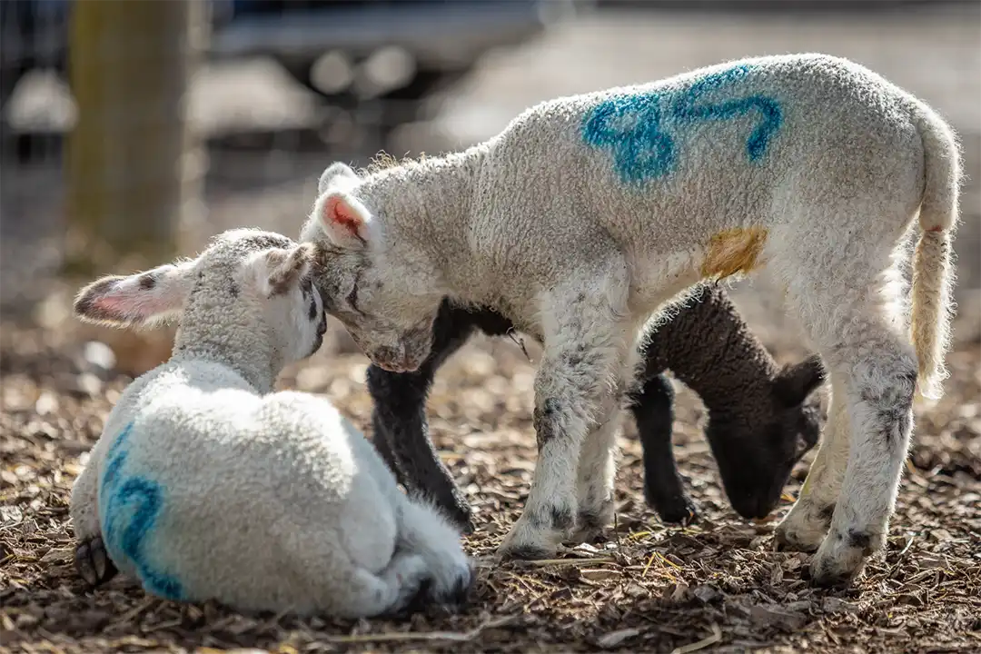 Three young lambs affectionatly nudge heads at Lillingstone Pick Your Own's meet the lambs event