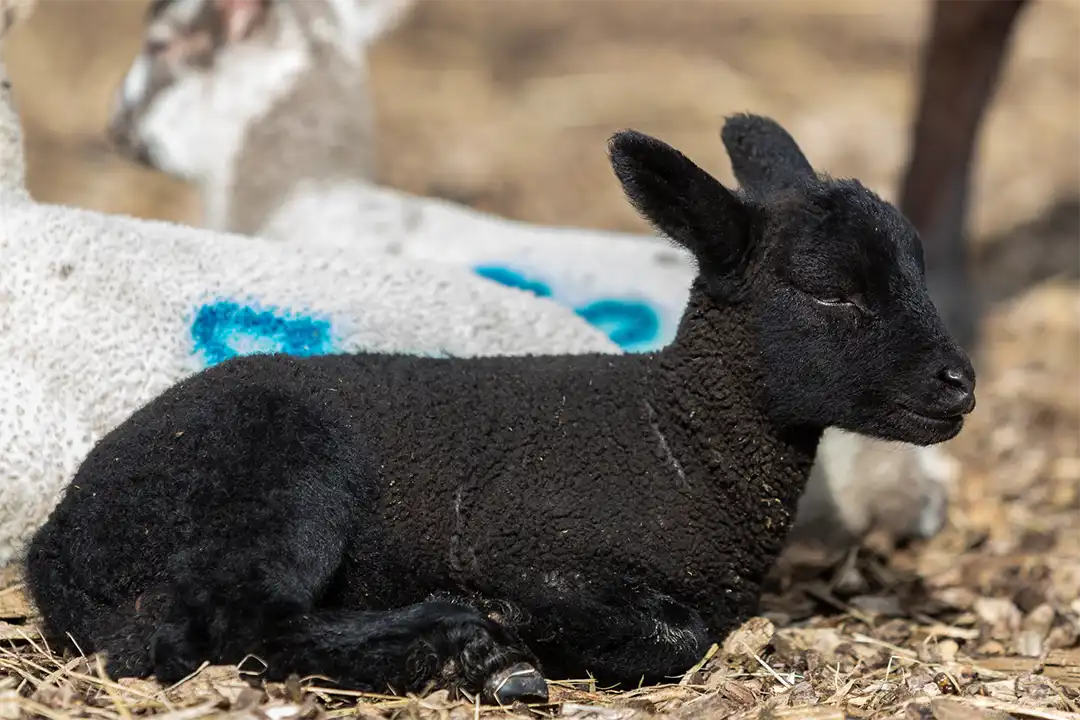 A sleepy black lamb peers towards the camera at Lillingstone Pick Your Own's meet the lambs event