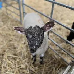 lambs reviews 1