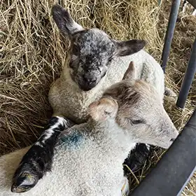 lambs reviews 3