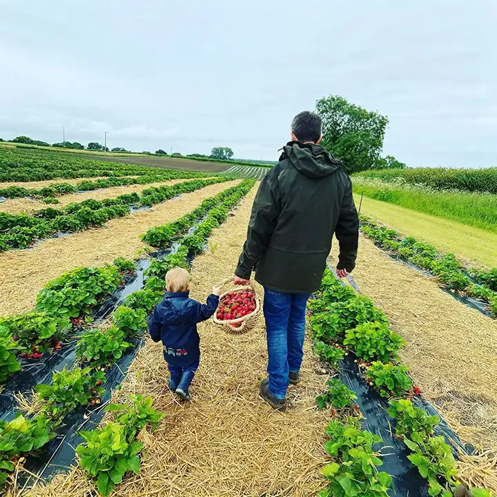 A father holds his son's hand as they walk away from the camera, along rows of strawberries which are fresh for picking