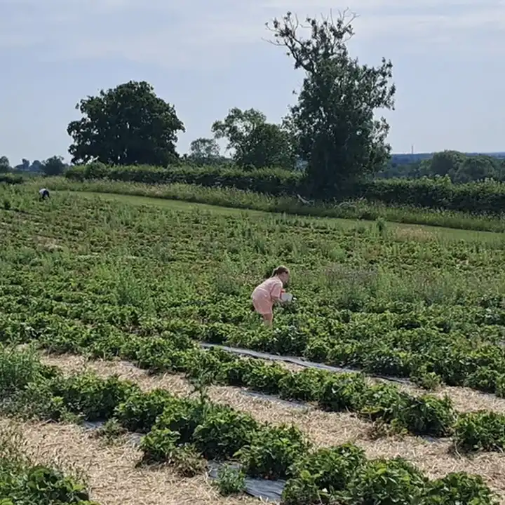 A young girl picks strawberries off in the distance