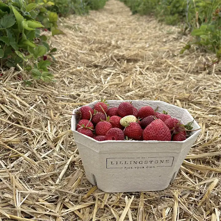 A punnet of red strawberries sits in the foreground, with a straw path bordered by strawberry plants leading away into the background