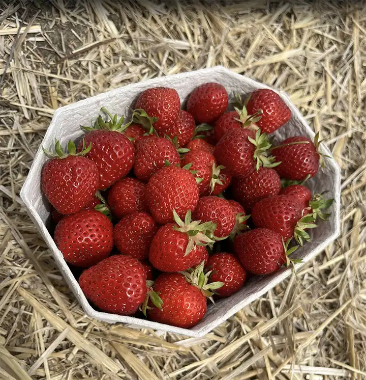 A punnet of rich red strawberries