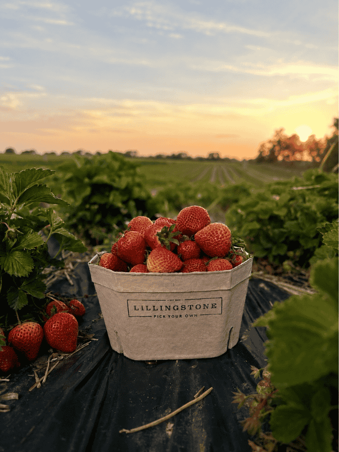 A punnet of freshly picked Lillingstone strawberries sitting in the strawberry fields at sunset, with rows of plants and a warm evening sky in the background.