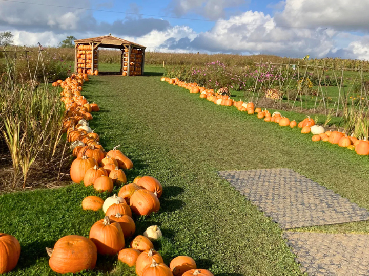 Pumpkin Testimonial 3